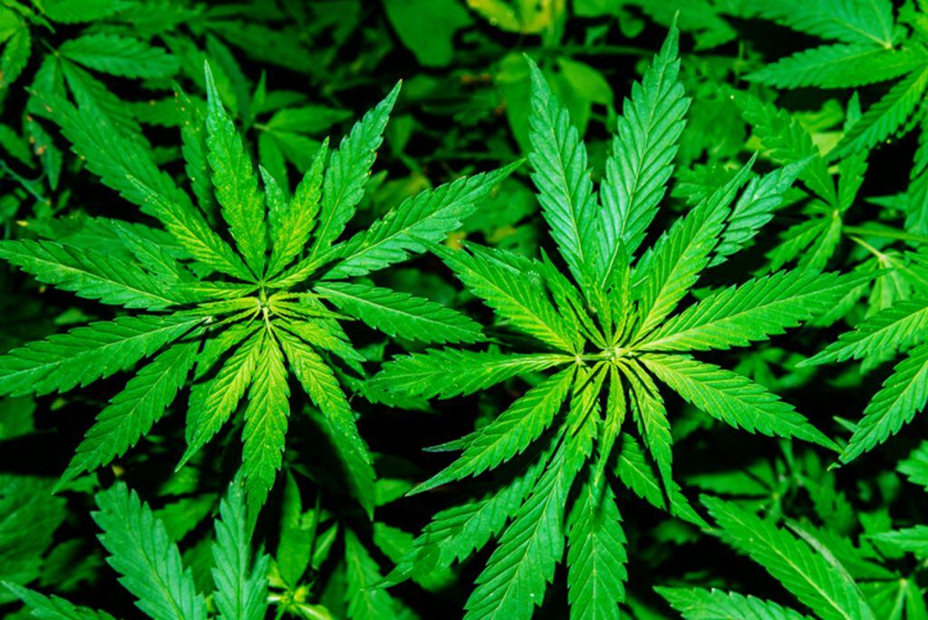 pot